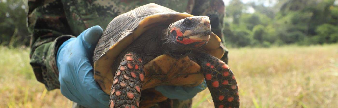 Tourtuga hicotea, uno de los 9000 individuos afectados por el tráfico ilegal de fauna silvestre. FOTO: COLPRENSA