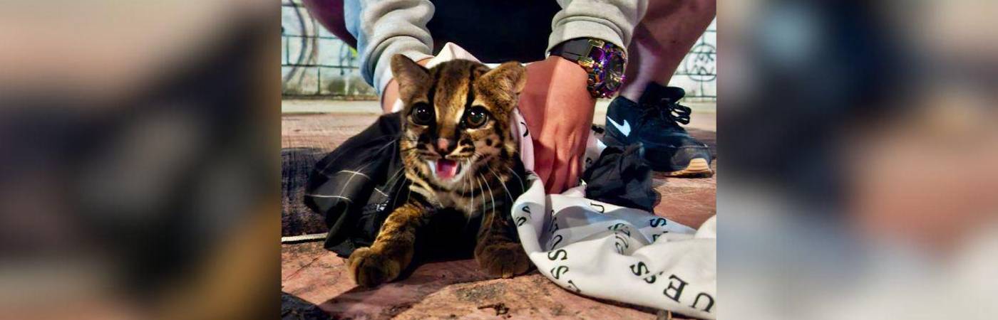 El caso se trataría de tráfico ilegal de fauna silvestre. FOTO: ALCALDÍA DE ITAGÜÍ