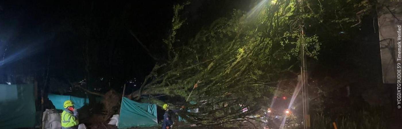 Tras las fuertes precipitaciones se presentó la caída de un árbol en el barrio San Francisco. / FOTO: ALCALDÍA DE ITAGÜÍ
