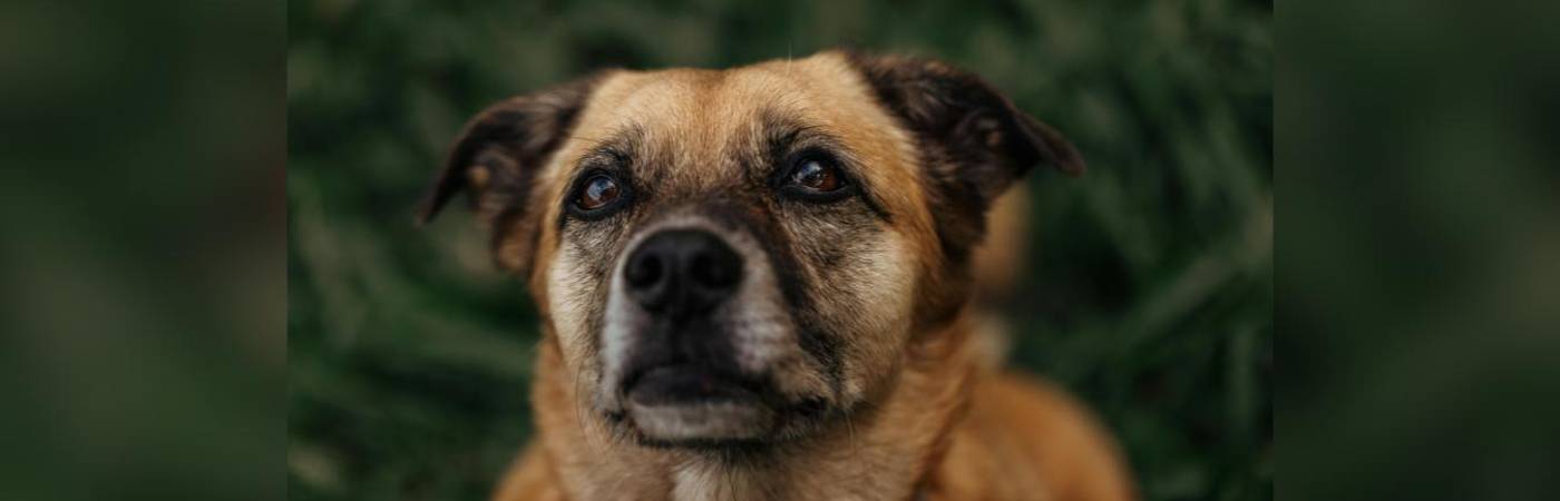 7 perros han sido envenenados entre 2024 y 2026, dos de ellos han muerto (Imagen de referencia). FOTO: CANVA