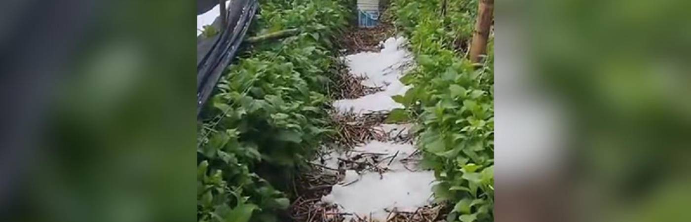 Granizada dañó cultivos en La Unión. FOTO: TOMADA DE FACEBOOK NOTICIAS LA UNIÓN, ANTIOQUIA