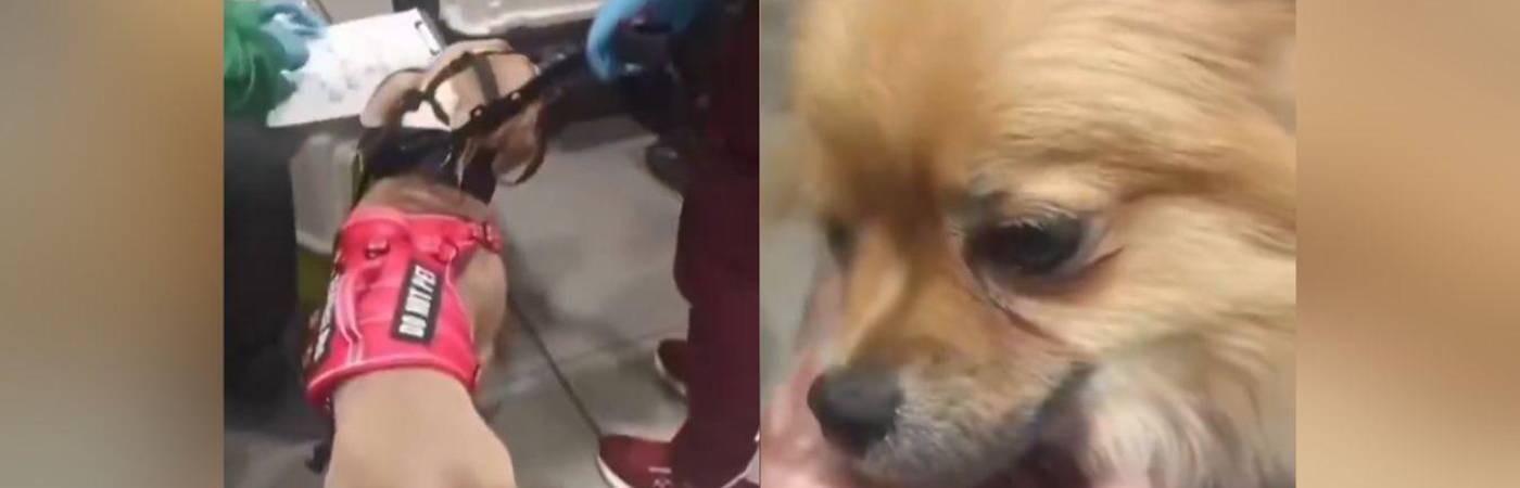 Con cinco y seis meses de edad, un pitbull y un pomerania fueron abandonados durante la escala en Bogotá. FOTOS: CAPTURA DE VIDEO X @AHLLAMAS