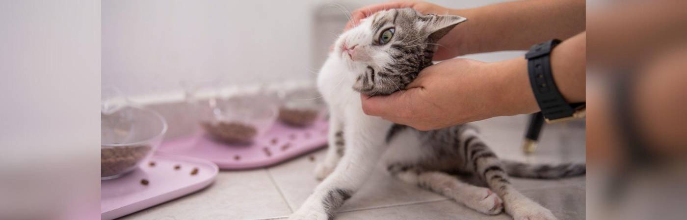 Más de 250 casos de envenenamiento se investigan en Medellín. FOTO: EL COLOMBIANO