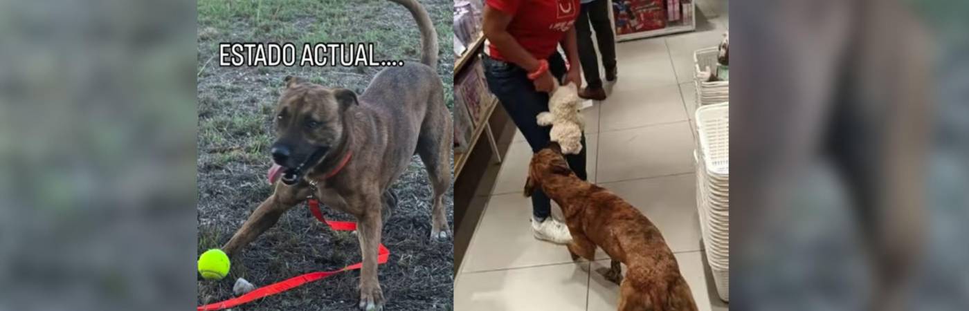 El perrito viral de Miniso ya tiene nuevo hogar. FOTO: REDES SOCIALES