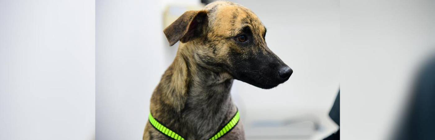 El perro está recibiendo atención médica para ser adoptado por el coronel de la Policía Antioquia. /FOTO: CORTESÍA GOBERNACIÓN DE ANTIOQUIA