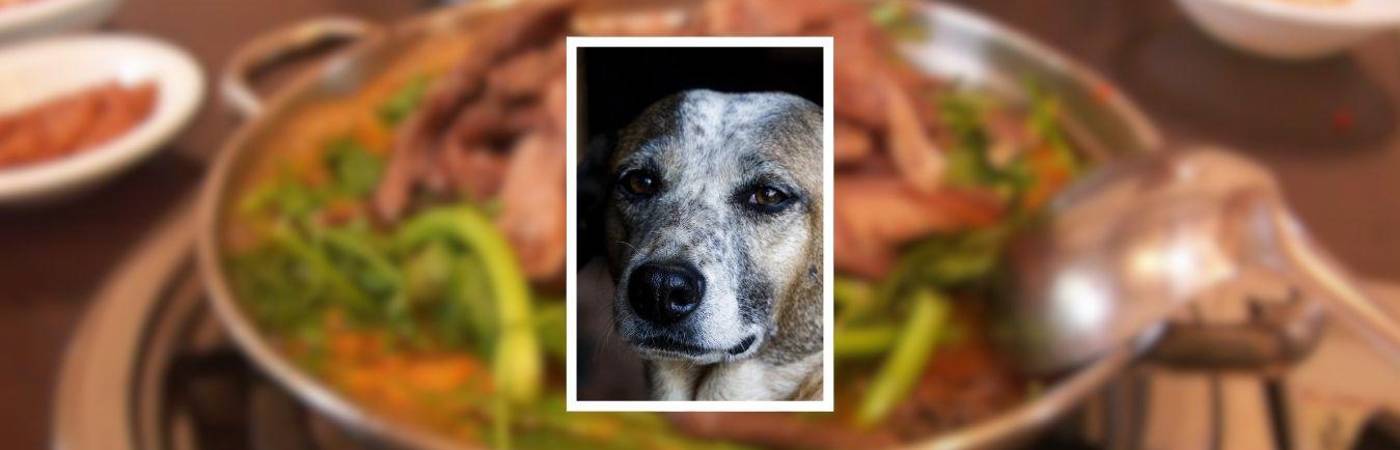 Corea del Sur prohibió la sopa de perro a partir del año entrante