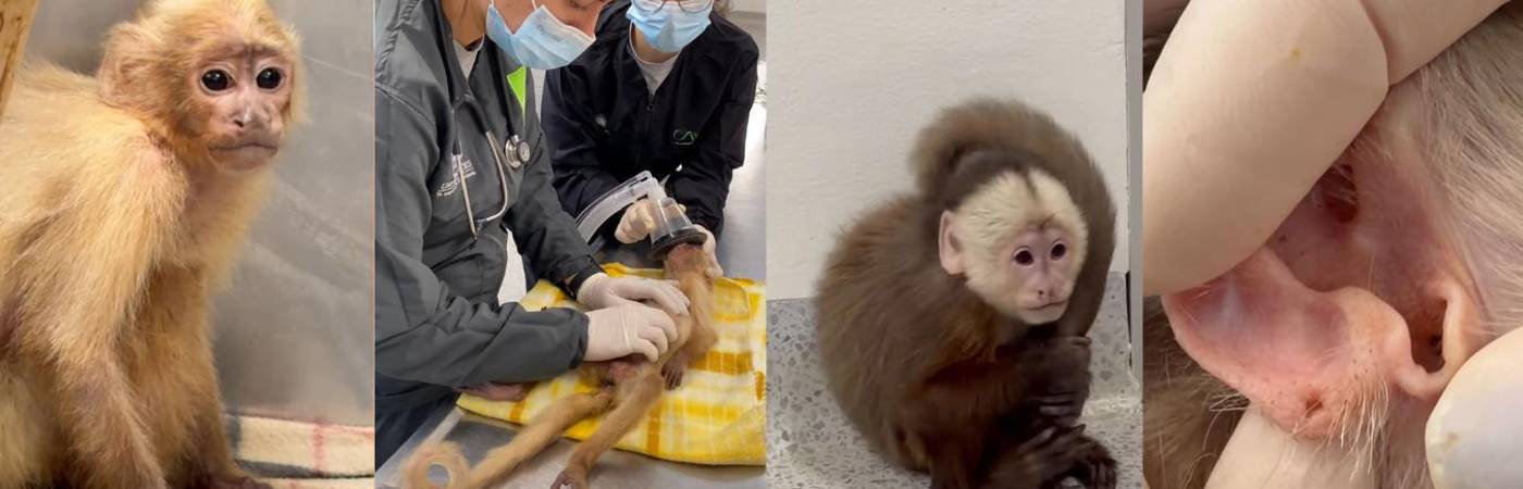 Aberrante caso de maltrato animal. FOTO: ÁREA METROPOLITANA DEL VALLE DE ABURRÁ