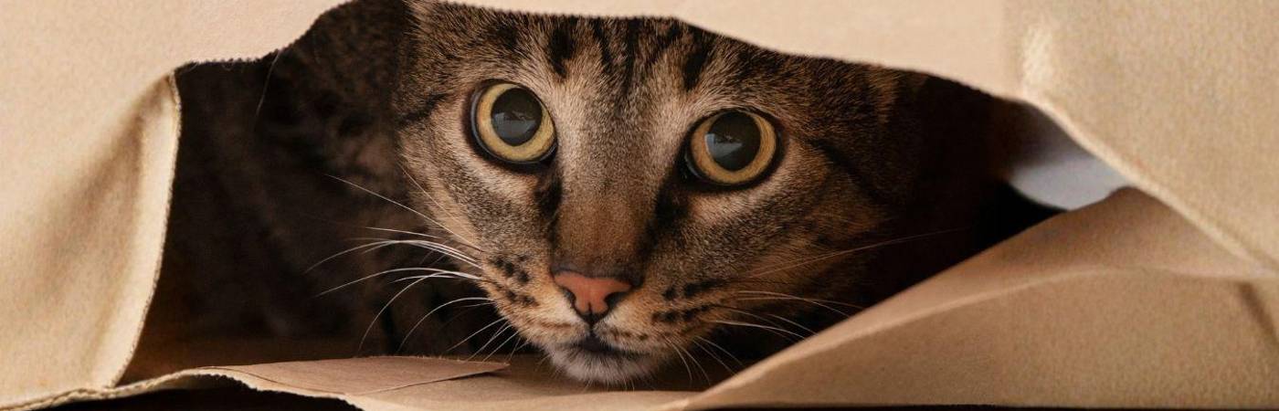 Los animales tienen comportamientos que reflejan su estado de ánimo y de salud. FOTO: MAGNIFIC