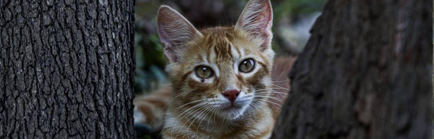 Las penas contemplarían hasta 55 meses de prisión. FOTO: MANUEL SALDARRIAGA