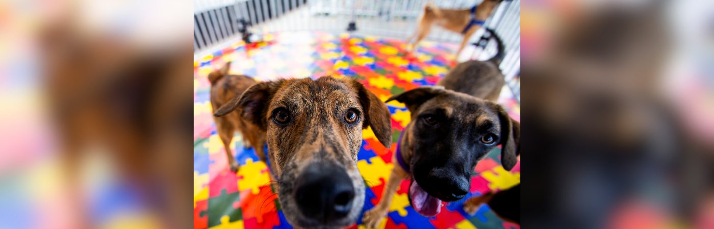 Adopción de perros. / FOTO: JUAN ANTONIO SÁNCHEZ