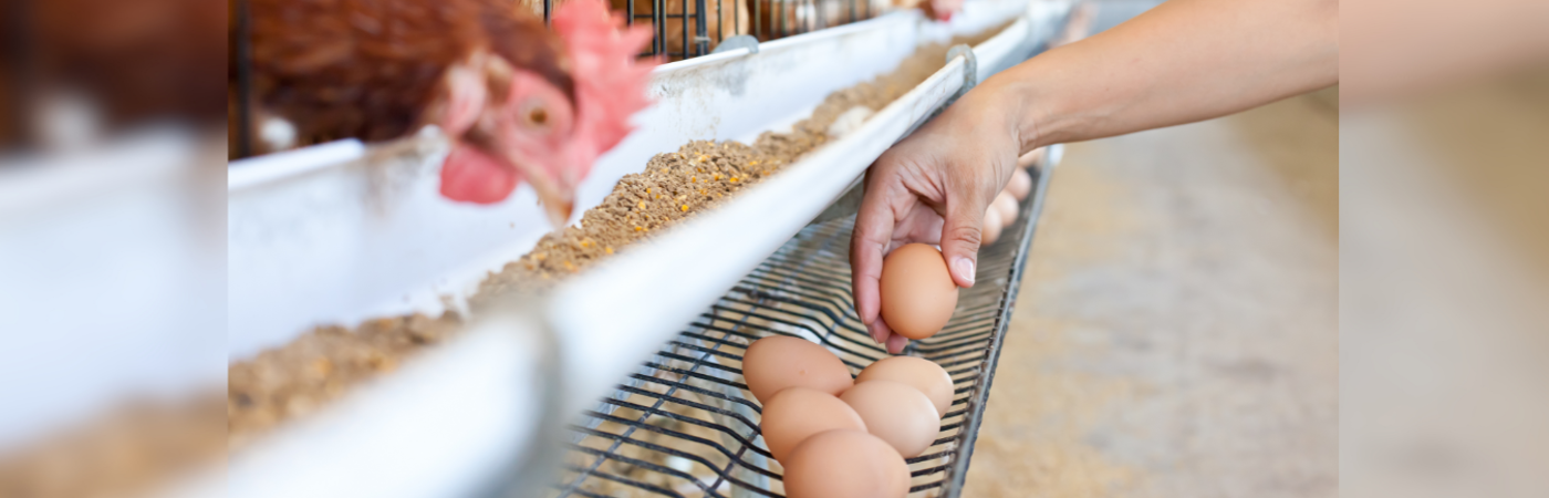 Las gallinas permanecen en jaulas batería. /FOTO: CANVA