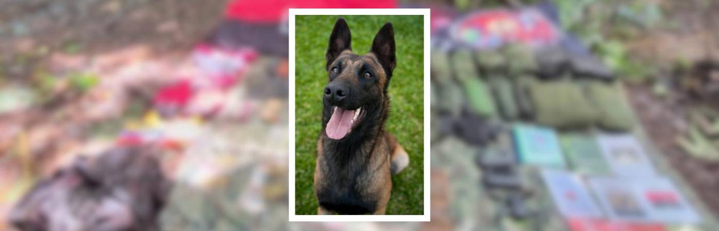 Princesa hace parte de la Fuerza de Despliegue Rápido N.° 7 de la Séptima División del Ejército (Imagen de referencia que no corresponde al canino mencionado). FOTO: CANVA