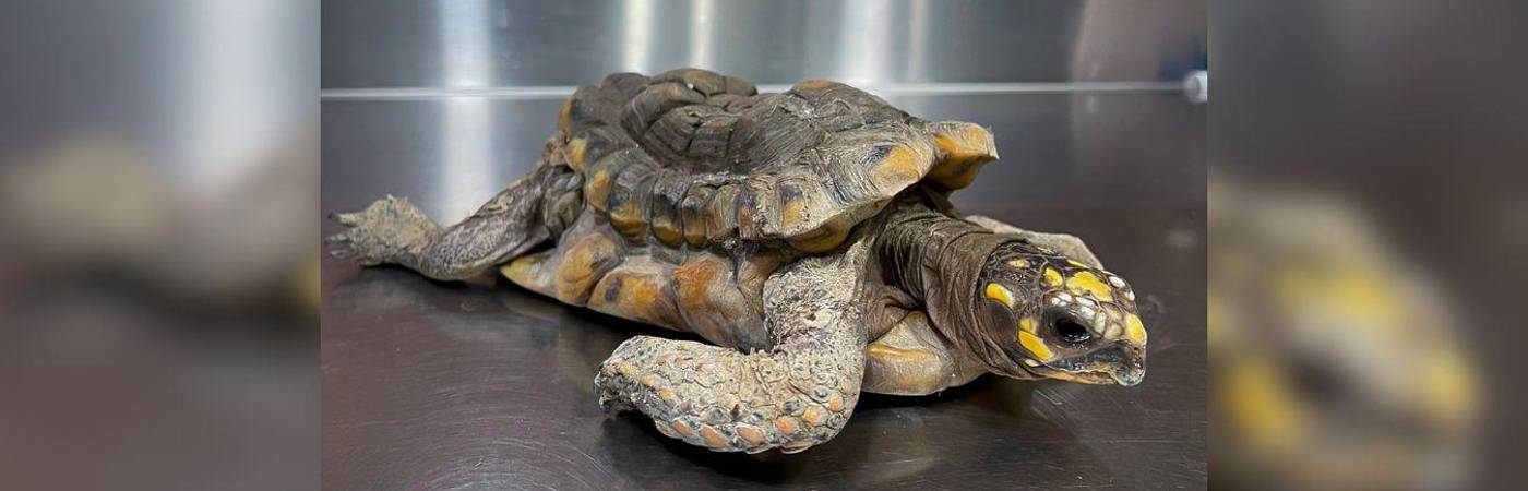 Una tortuga morrocoy que pasó 30 años metida en una casa. FOTO: ÁREA METROPOLITANA DEL VALLE DE ABURRÁ