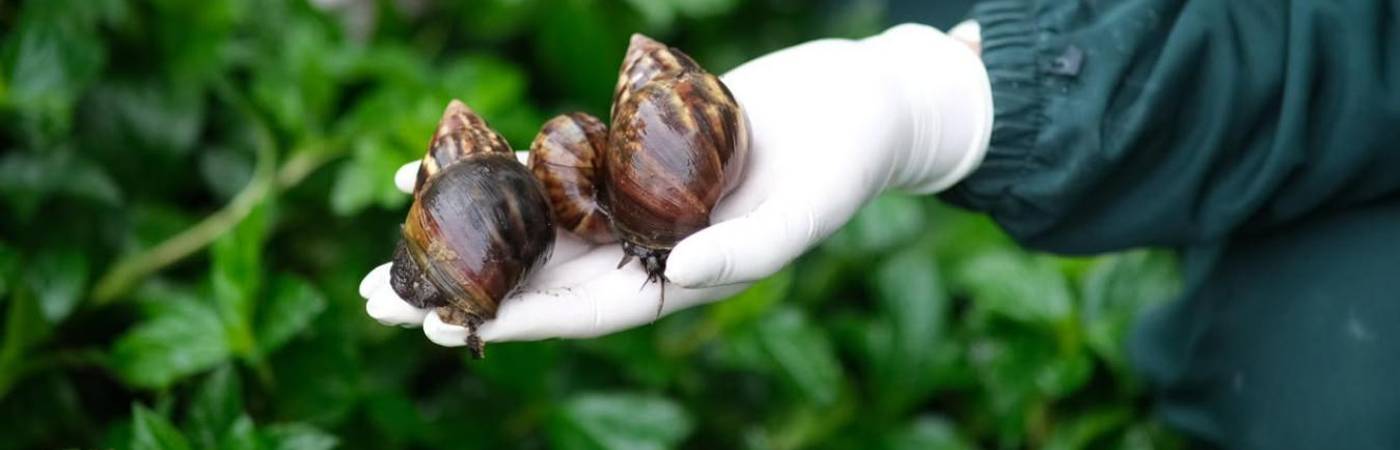El caracol gigante africano es una de las especies invasoras que fueron introducidas a Antioquia. FOTO: CORTESÍA ÁREA METROPOLITANA