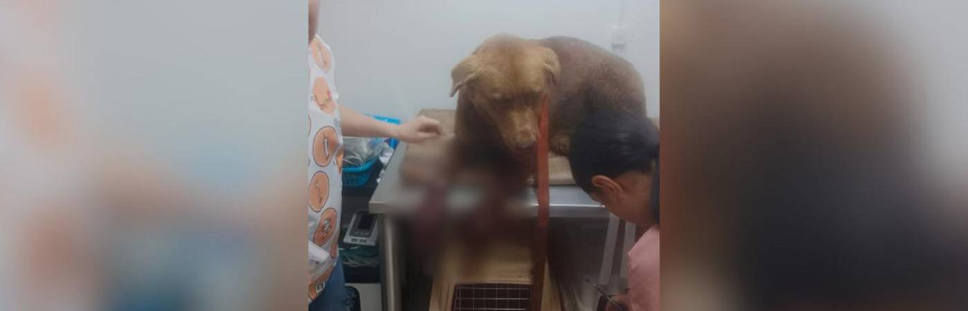 Atención veterinaria del perro herido en el municipio de La Unión, Oriente antioqueño. FOTO: TOMADA DE FACEBOOK NOTICIAS LA UNIÓN, ANTIOQUIA