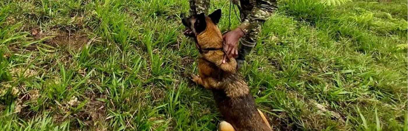 Ella era Mosly, perra antiexplosivos del Ejército. FOTO: CORTESÍA SÉPTIMA DIVISIÓN
