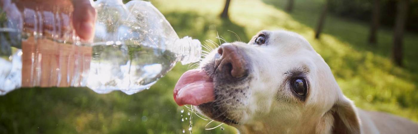 Garantice en casa espacios ventilados para sus mascotas: la comodidad es clave. FOTO: CANVA