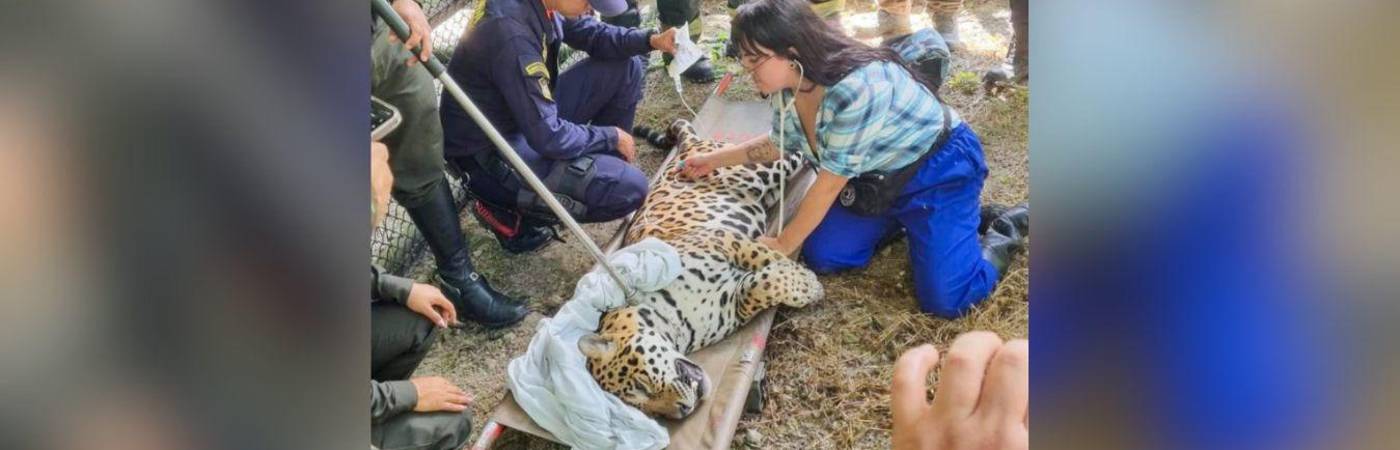 El macho de 120 kilos tenía signos de agotamiento. La foto es del martes 16 de junio, cuando fue rescatado. FOTO: X @RADNALCO