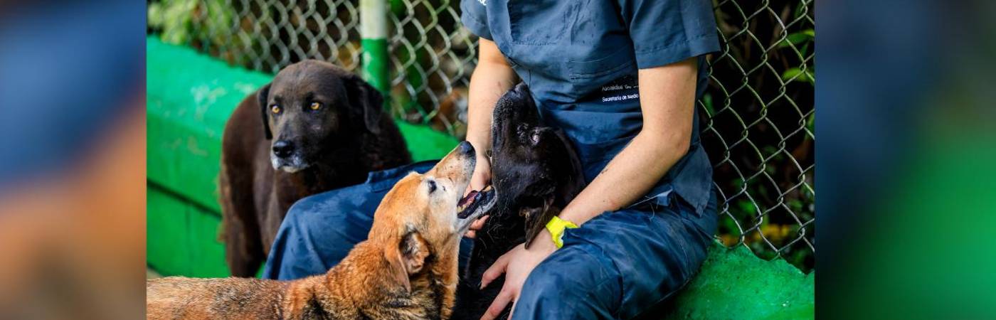 Jornada de adopción. FOTO: JAIME PÉREZ
