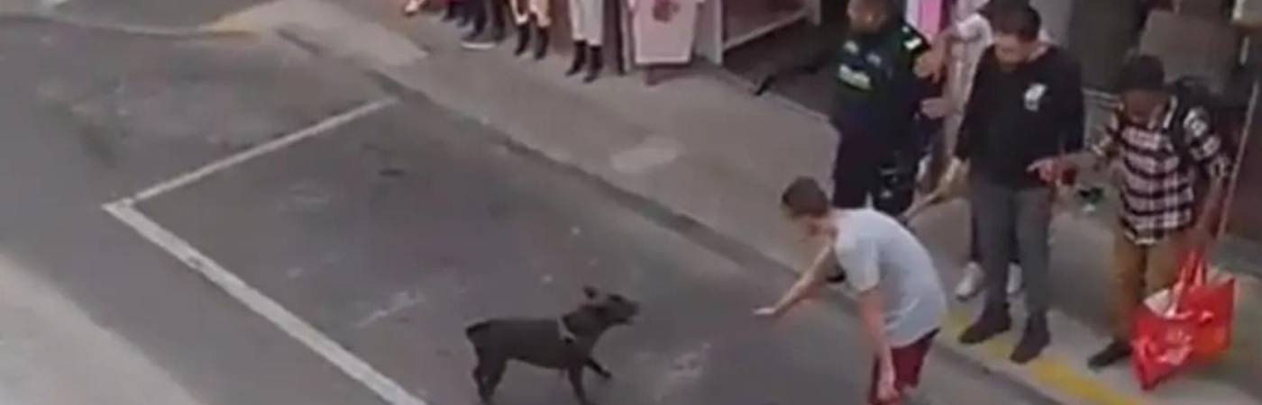 El canino se mostró inquieto al ver la aglomeración de personas y que su dueño estaba siendo acorralado por los policías. FOTO: TOMADA DE VIDEO 