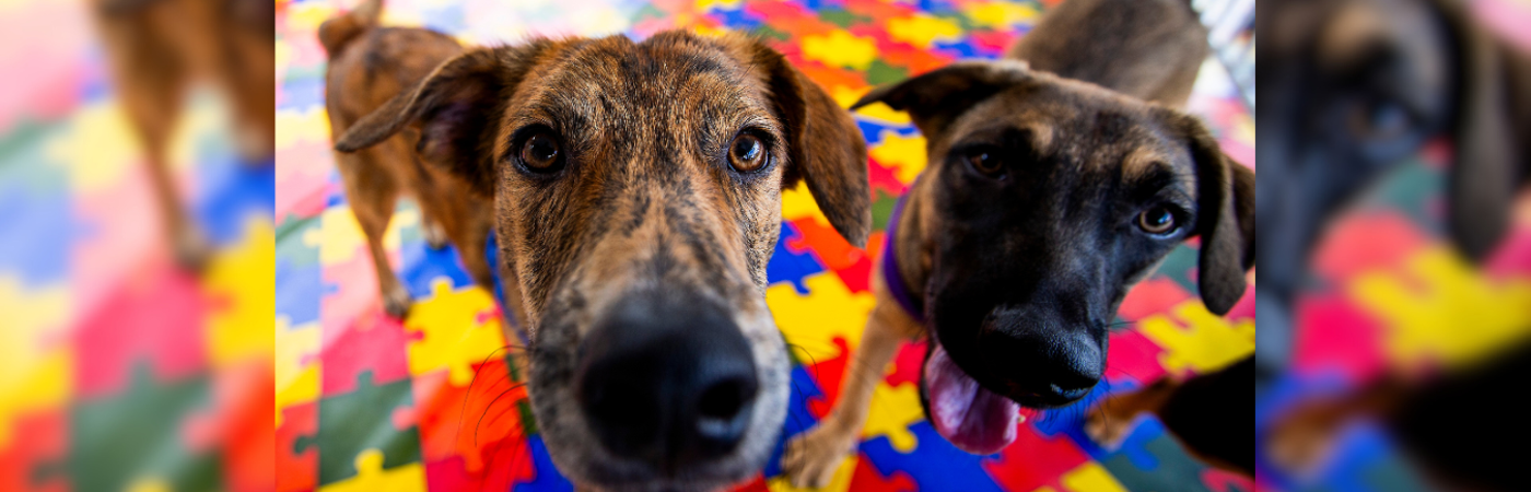 ¿Ya tiene un peludito en casa? Habrá jornada de adopción en La Perla este domingo