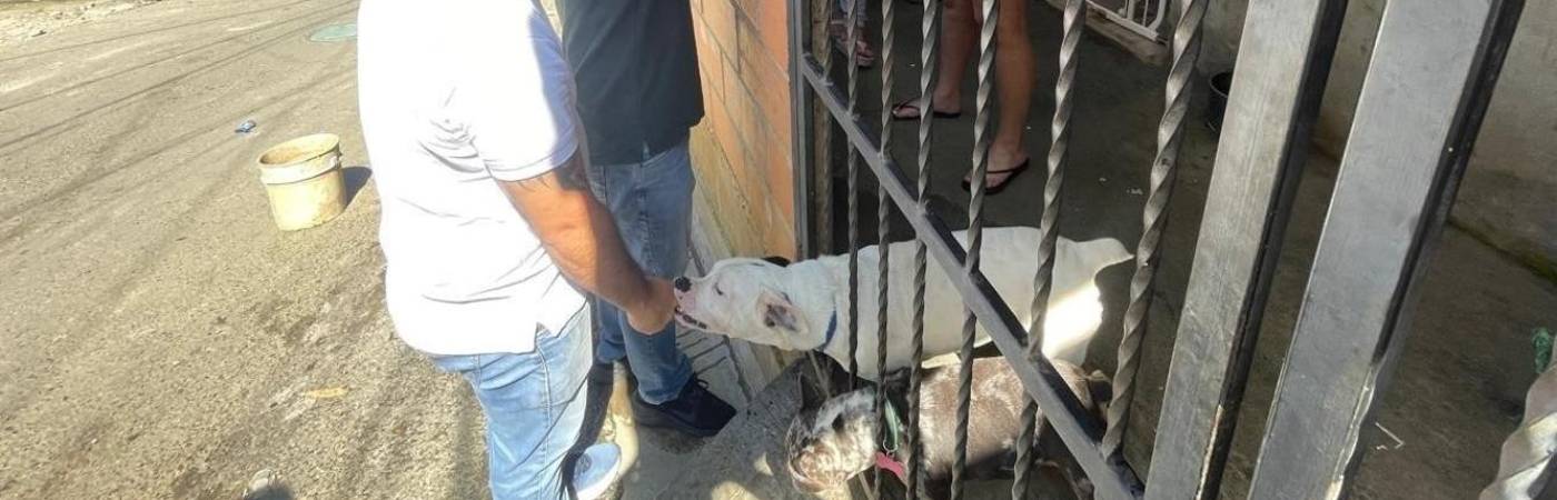 Estos son los dos perros que aparecen en el video difundido en redes. FOTO: CORTESÍA ALCALDÍA DE BELLO