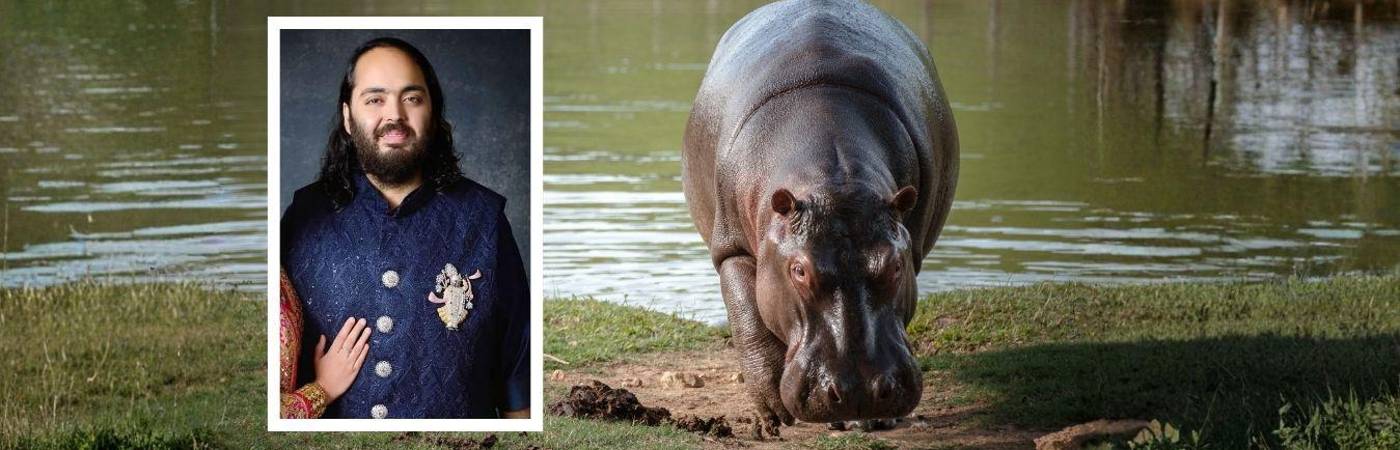 El número de estos animales en Colombia ya supera los 200. FOTOS: @ANANTAMBANIII, INSTITUTO HUMBOLDT