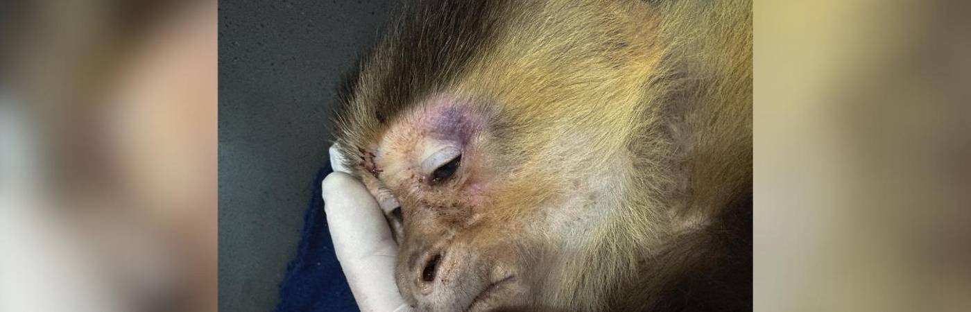Aberrante: rescataron a mono capuchino golpeado y desnutrido en Medellín 