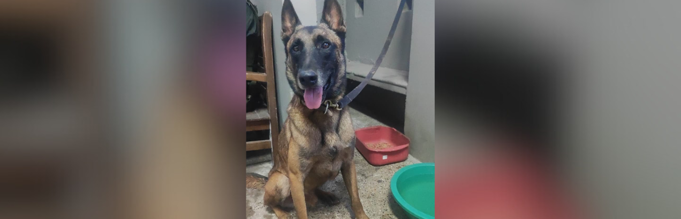 Telmo, perro antiexplosivos iba en el helicóptero derribado de la Policía. /FOTO: CORTESÍA