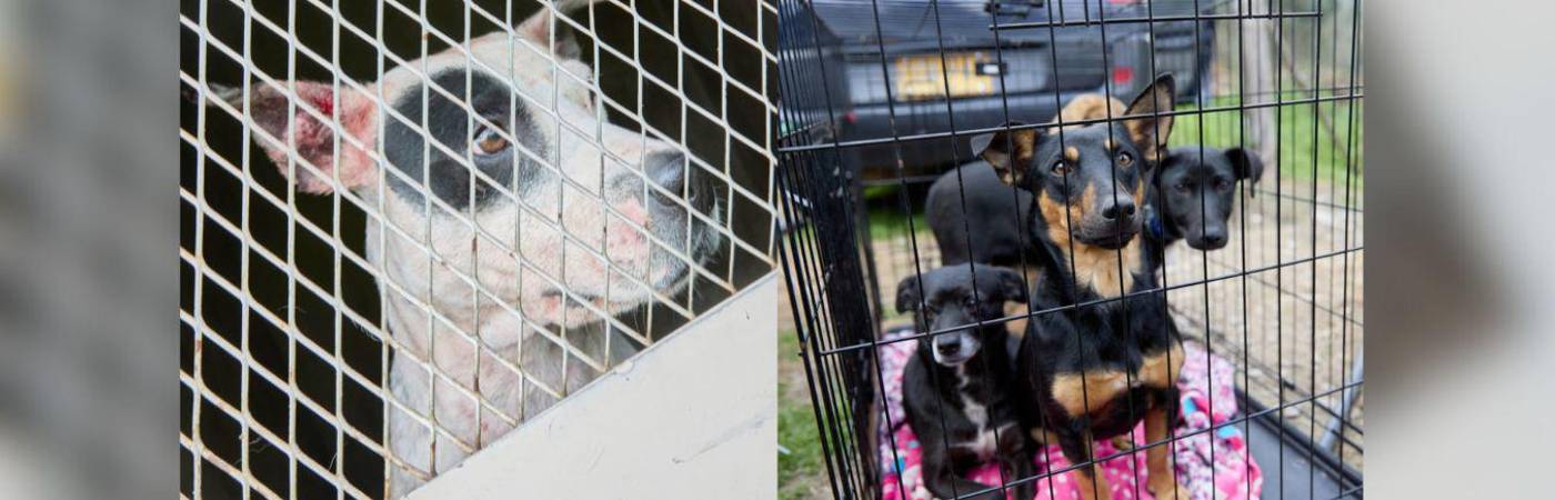 En total fueron recuperados 12 caninos. FOTO: FICALÍA 