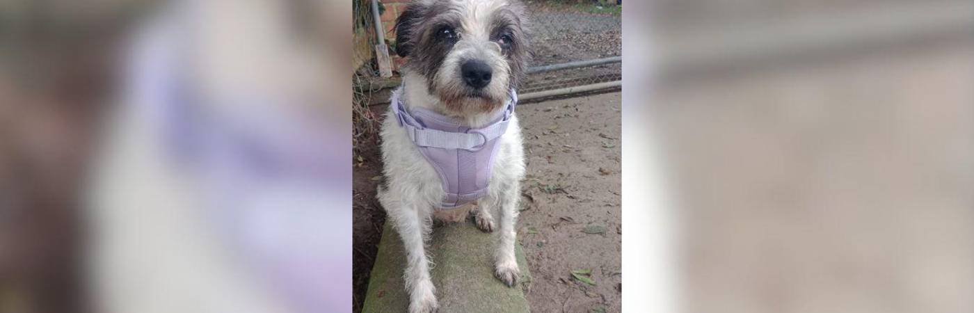 Sky había llegado a la fundación en agosto del año pasado. FOTO: CORTESÍA