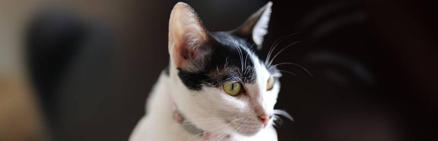 Antes de pensar que su felino es sordo, acéptelo: a su gato le encanta ignorarlo. FOTO: MAGNIFIC