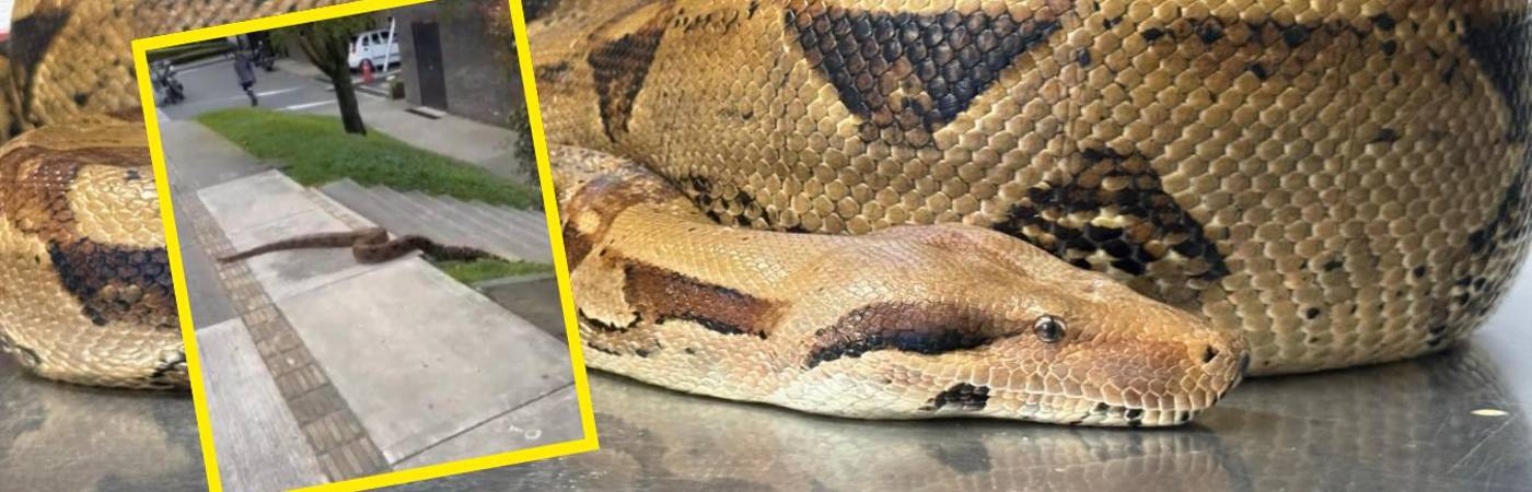 Culebra rescatada en la Loma de los Bernal de Medellín./ FOTO: ÁREA METROPOLITANA Y REDES SOCIALES.