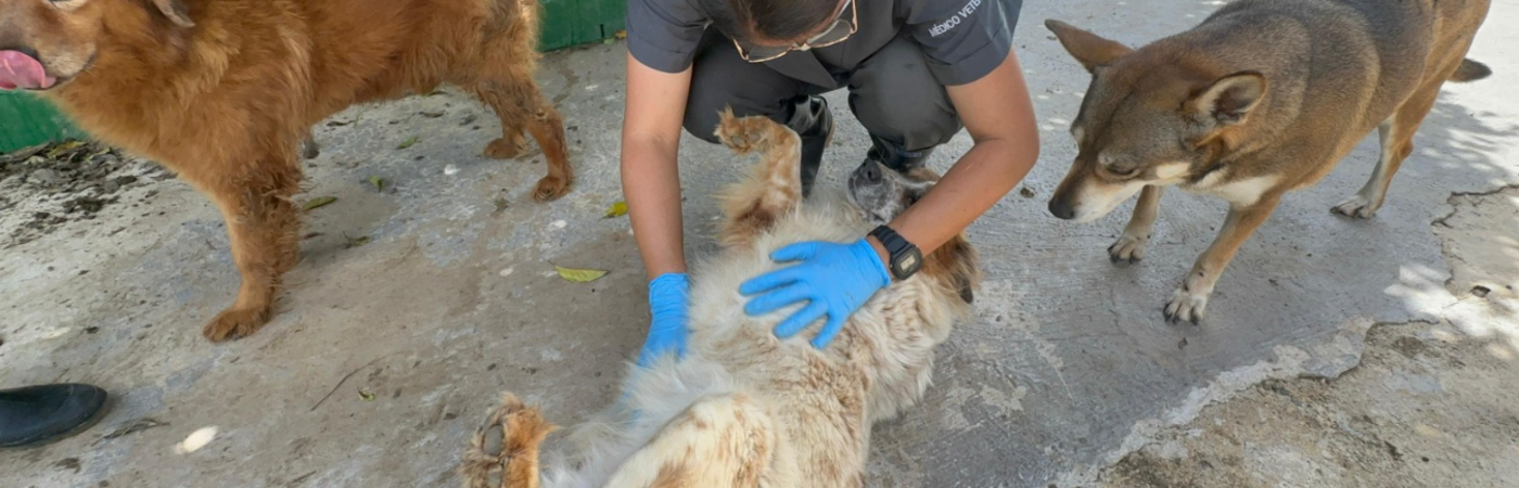 Centro de bienestar animal La Perla./FOTO: ALCALDÍA DE MEDELLÍN