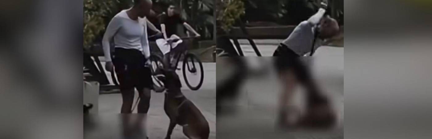 Caso de maltrato animal en Estadio. FOTO: DENUNCIAS ANTIOQUIA