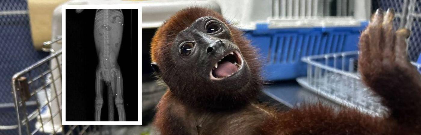 Al estar distribuidos en varias zonas, los perdigones deterioraron la salud del animal hasta llevarlo a al muerte. FOTO: CORANTIOQUIA