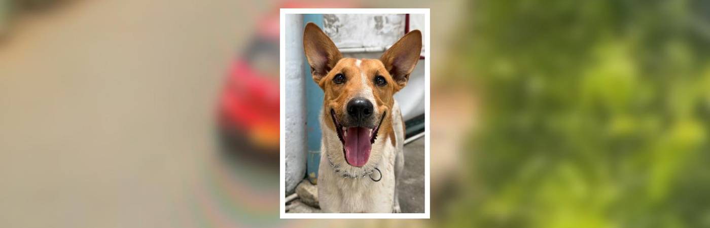 Este es el perrito que fue abandonado por la mujer. FOTOS: ALCALDÍA DE LA ESTRELLA