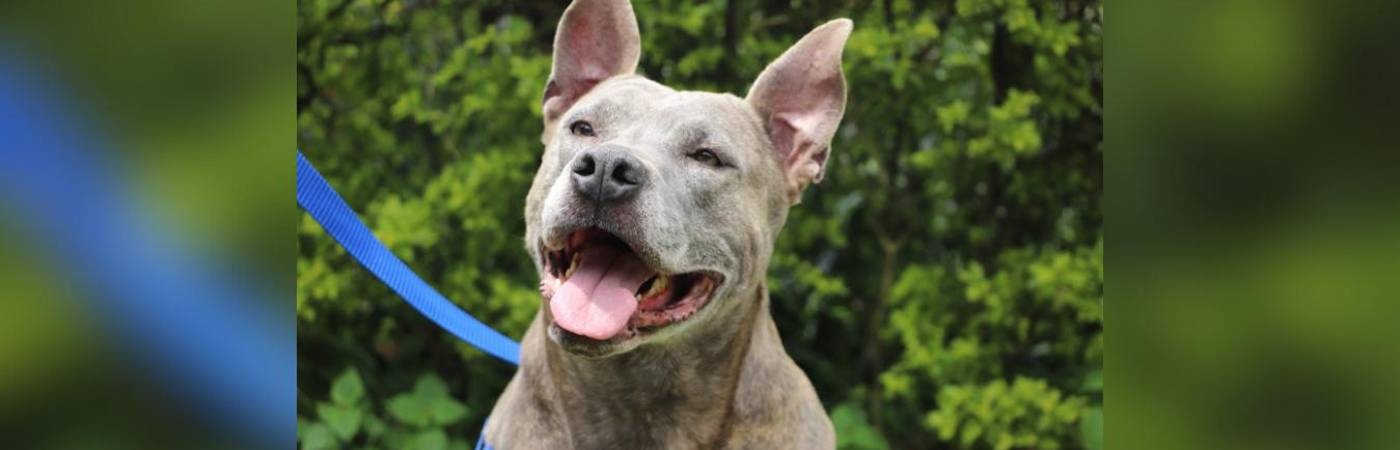 Los pitbull son una de las razas catalogadas como de manejo especial. FOTO: ALCALDÍA DE MEDELLÍN