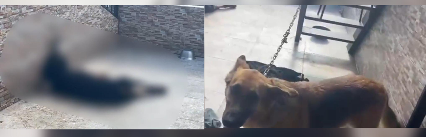 Perros maltratados fueron hallados en la terraza de una casa en la Floresta. /FOTOS: CAPTURA DE VIDEO MEVAL