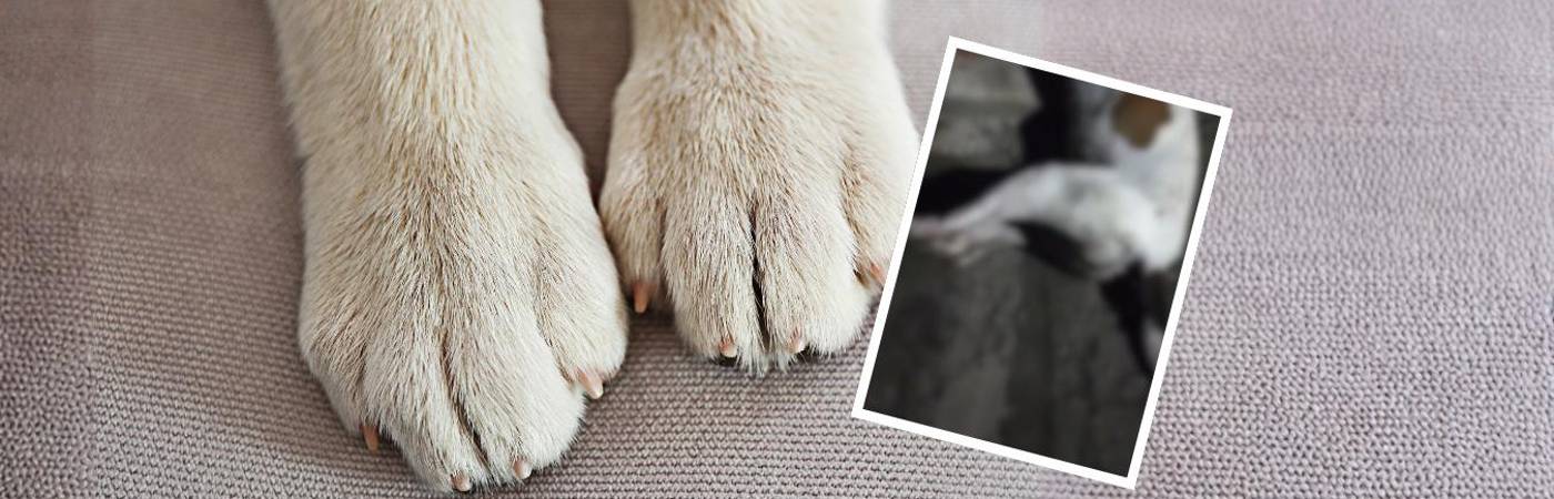 Hay indignación por el envenenamiento de perritos en Valparaíso. FOTOS: CANVA Y CAPTURA DE PANTALLA