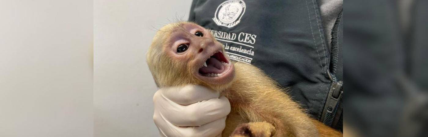 Este tipo de animales están prohibidos para domesticarse; sin embargo, hay personas que insisten en tenerlos en casa y los maltratan. / FOTO: CORTESÍA ÁREA METROPOLITANA