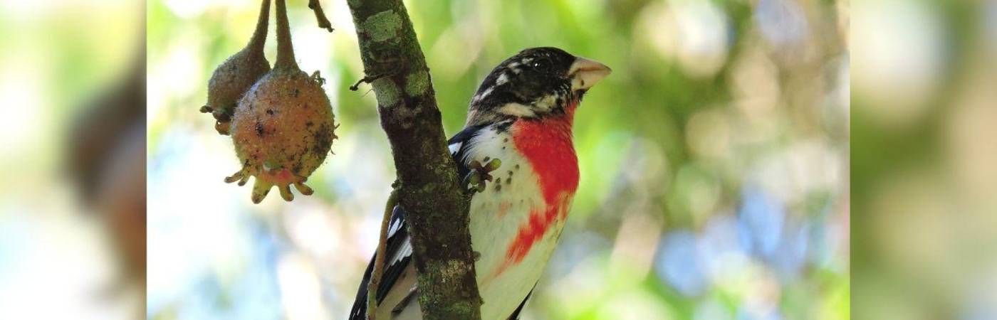 Las reservas San Miguel y Volcana Miserenga, los cerros El Volador, Nutibara y El Picacho serán escenarios de una programación que conecta biodiversidad, conocimiento científico y cultura. FOTO: ALCALDÍA DE MEDELLÍN