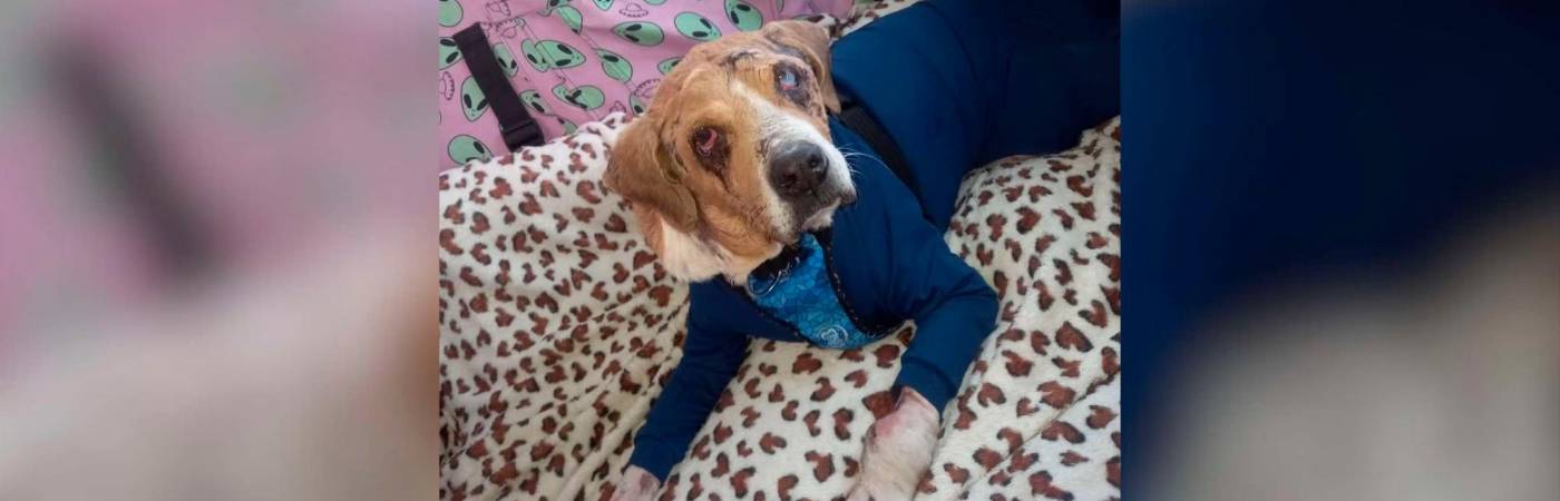 El perrito Ángel. /FOTO: INSTAGRAM @proteccionanimalmimejoramigo