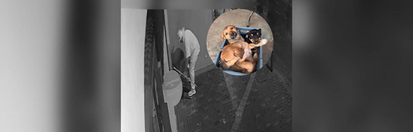 Al fondo se ve cuando el hombre los va soltando en la caja. Estos son los tres cachorros rescatados (foto detalle). FOTOS: CORTESÍA ALCALDÍA DE RIONEGRO