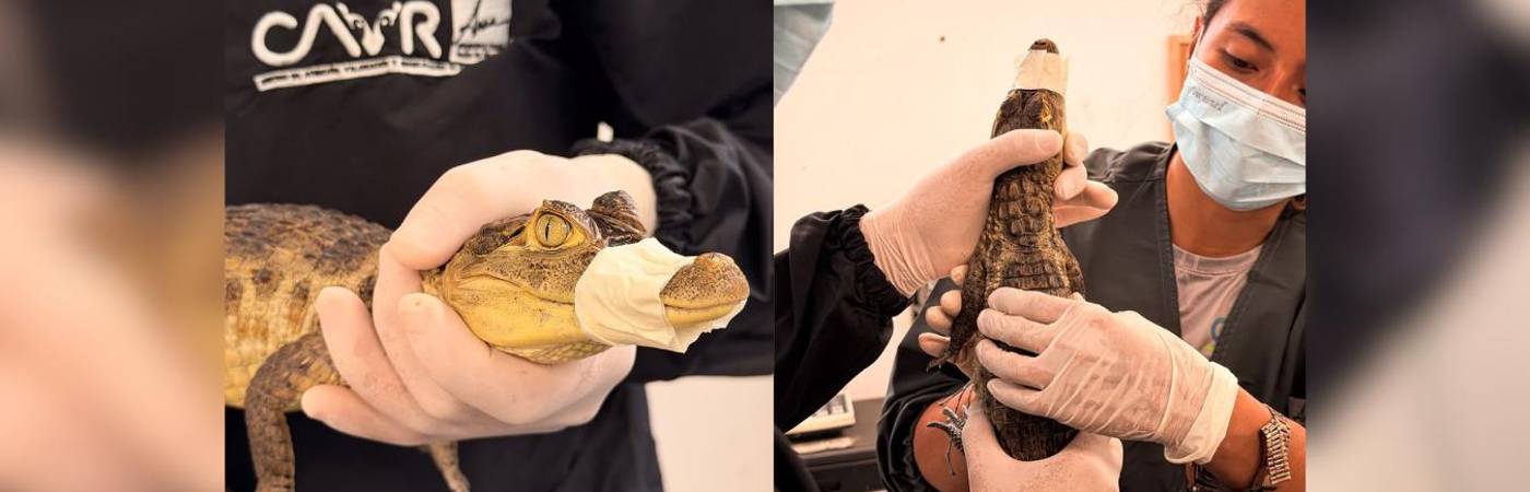 Babillas que llegaron al Centro de Atención, Valoración y Rehabilitación de Fauna Silvestre (Cavr) del Área Metropolitana del Valle de Aburrá. FOTO: CORTESÍA ÁREA METROPOLITANA