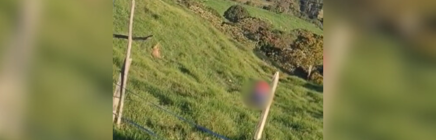 Momento de la agresión quedó captado en vídeo. FOTO: CAPTURA DE VIDEO