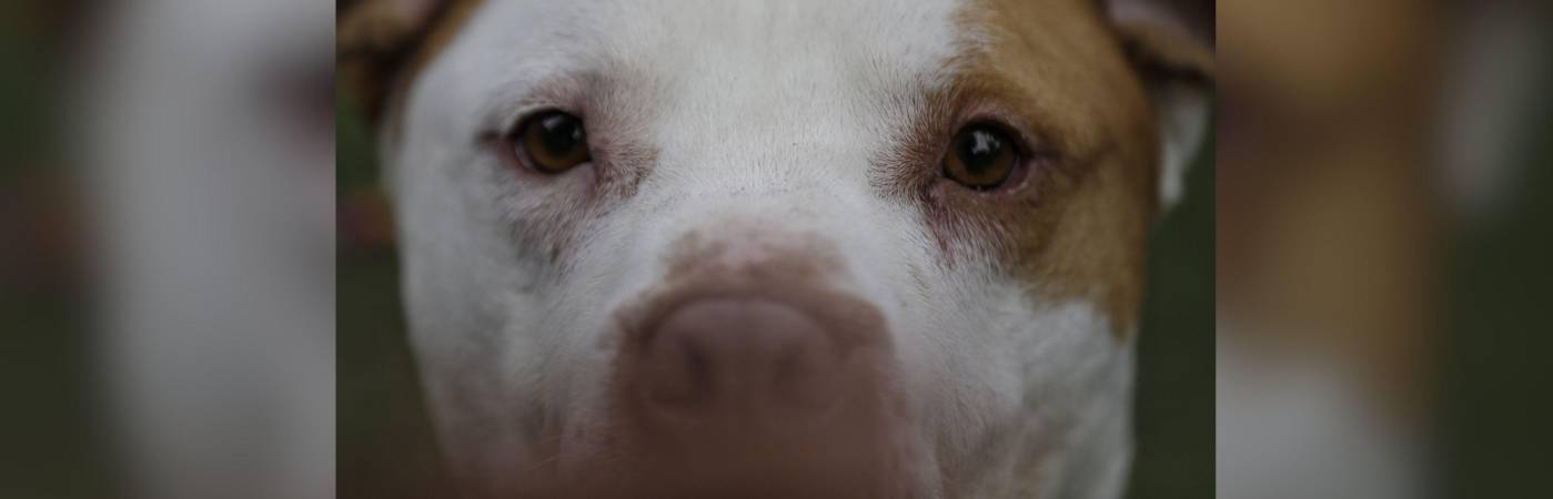 La Corte aseguró que, por el contrario, la vejez del animal implica mayor cuidado y protección. FOTO: COLPRENSA