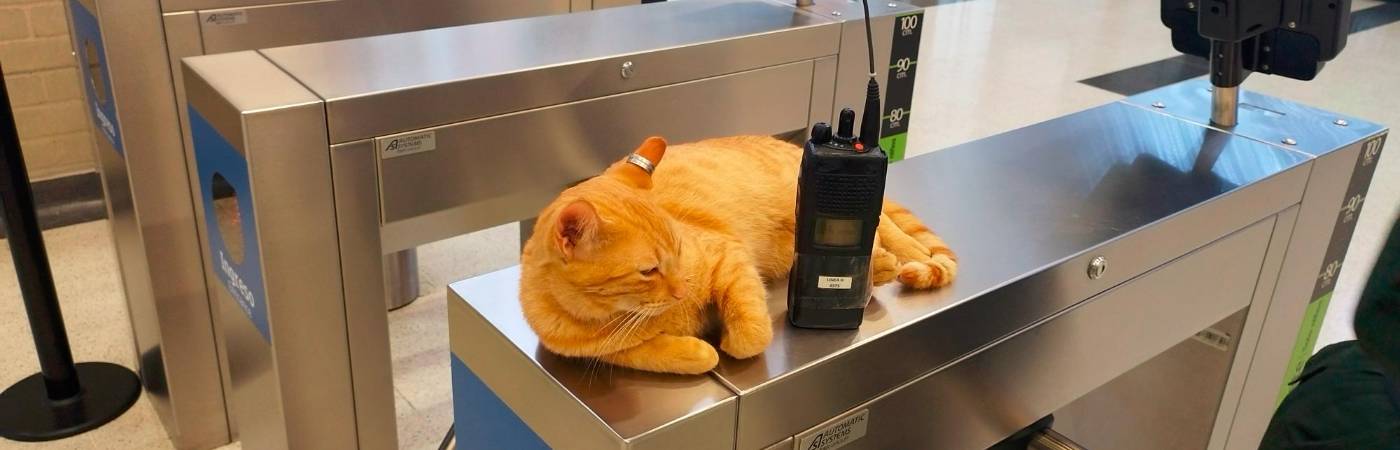 Mishi es un personaje conocido en la estación. / FOTO: METRO DE MEDELLÍN