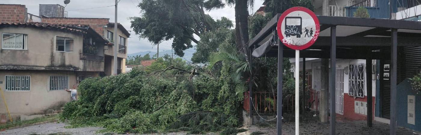 Árbol que cayó cerca a una I.E. en Villa Hermosa. FOTO: CORTESÍA