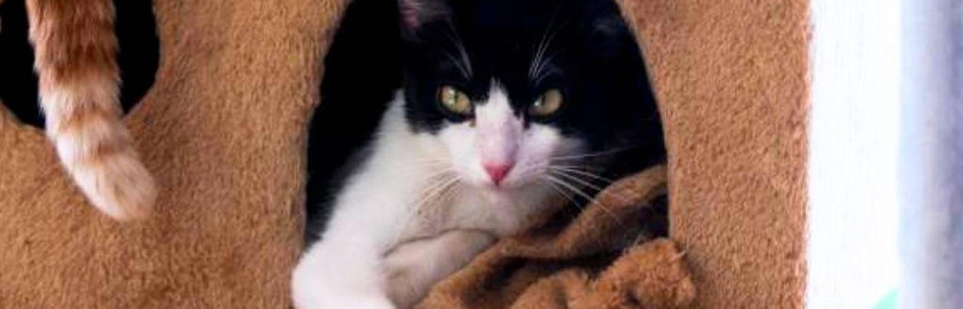 ¿Los gatos sienten celos? Esto es lo que debes saber